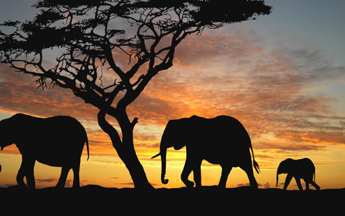 safari